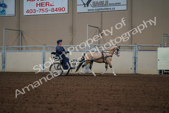 2019 Morgan Horse Show - Aug 30, 2019 - 13446