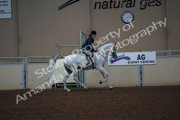 2019 Morgan Horse Show - Aug 30, 2019 - 17575