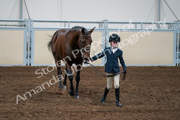2020 - AB Morgan Horse - Fri, Sept 04 - 01010