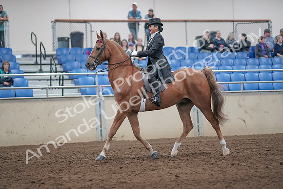2019 Morgan Horse Show - Aug 31, 2019 - 20554