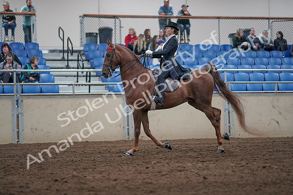 2019 Morgan Horse Show - Aug 31, 2019 - 20668