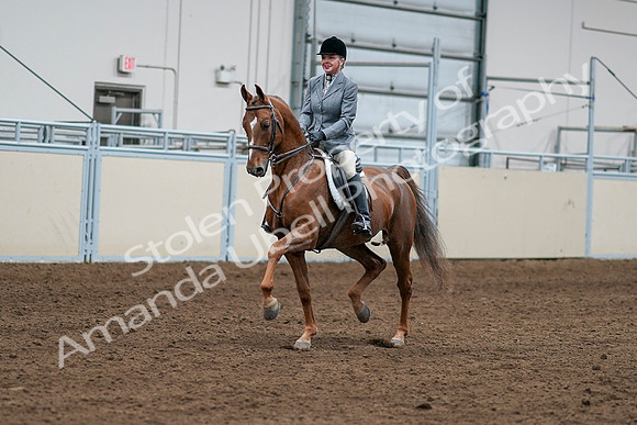 2020 - AB Morgan Horse - Sat, Sept 05 - 03246