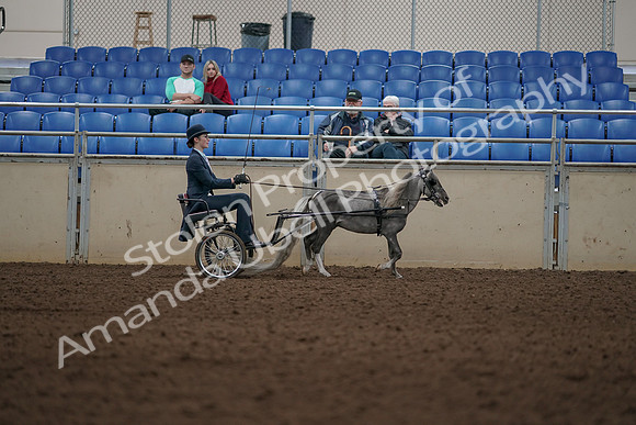 2019 Morgan Horse Show - Aug 31, 2019 - 04518