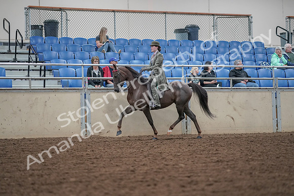 2019 Morgan Horse Show - Aug 30, 2019 - 15509