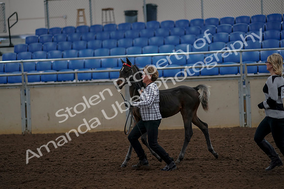 2019 Morgan Horse Show - Aug 30, 2019 - 24729