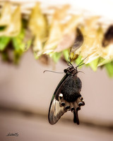 Insects - 005
