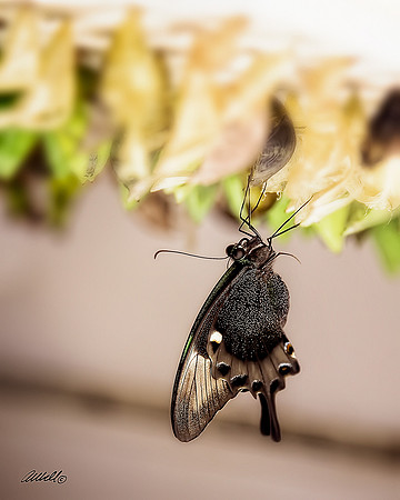 Insects - 005