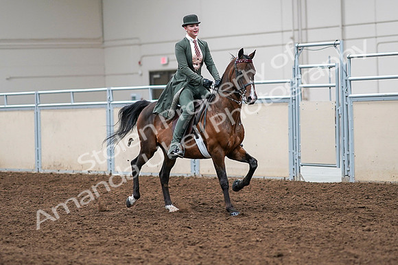 2020 - AB Morgan Horse - Fri, Sept 04 - 03405