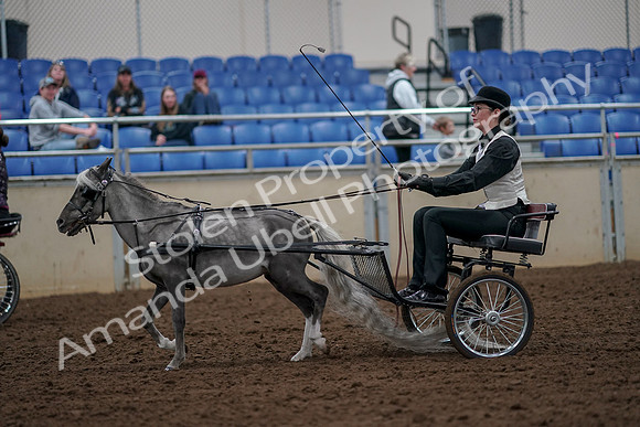 2019 Morgan Horse Show - Aug 30, 2019 - 13278