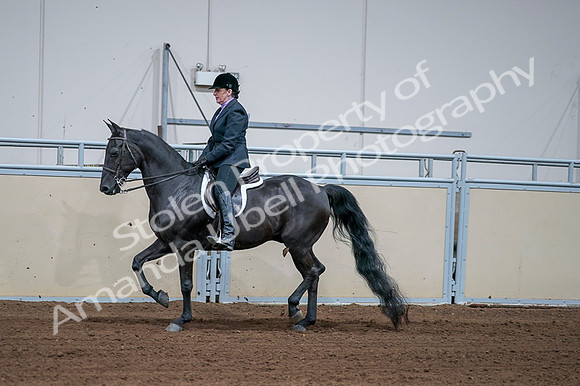 2020 - AB Morgan Horse - Fri, Sept 04 - 01574