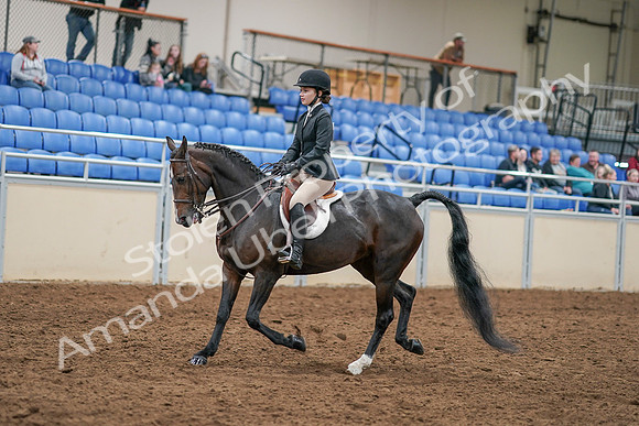 2020 - AB Morgan Horse - Sat, Sept 05 - 14272
