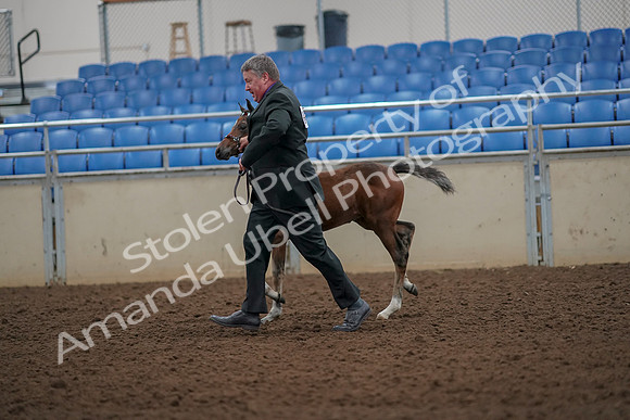 2019 Morgan Horse Show - Aug 30, 2019 - 24667