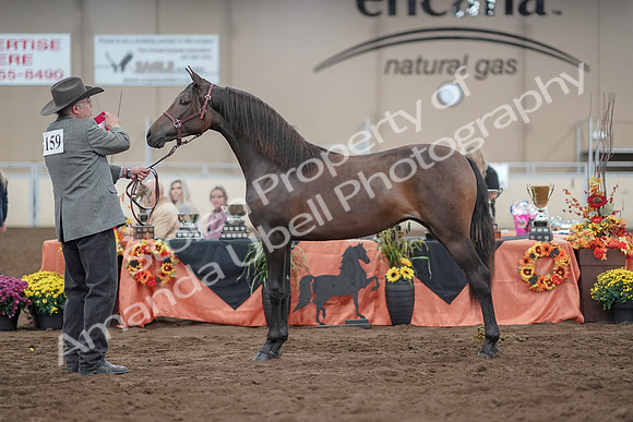2019 Morgan Horse Show - Aug 31, 2019 - 02889