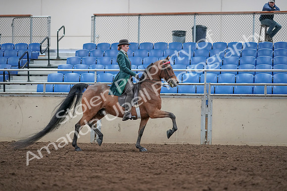 2019 Morgan Horse Show - Sept 01, 2019 - 13357