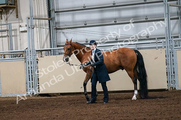 2020 - AB Morgan Horse - Fri, Sept 04 - 00973