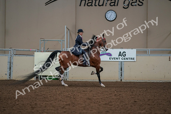 2019 Morgan Horse Show - Aug 30, 2019 - 25227