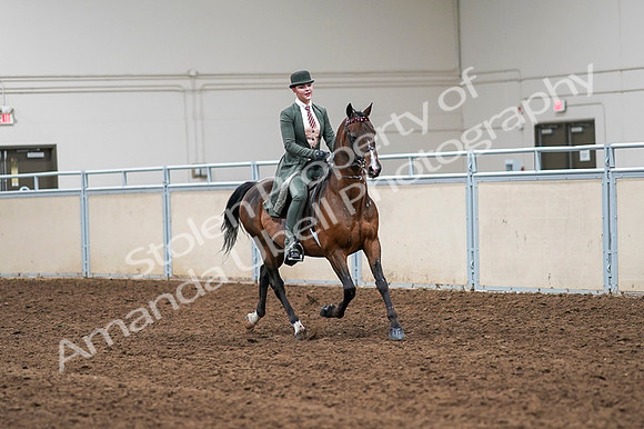 2020 - AB Morgan Horse - Fri, Sept 04 - 03401