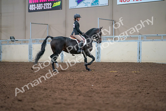 2019 Morgan Horse Show - Aug 30, 2019 - 20952