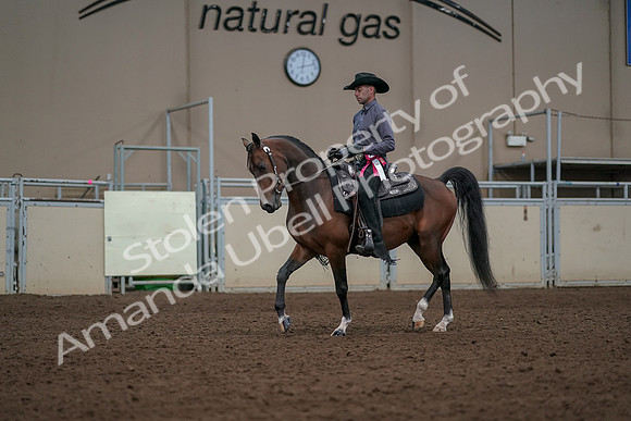 2019 Morgan Horse Show - Aug 31, 2019 - 06261