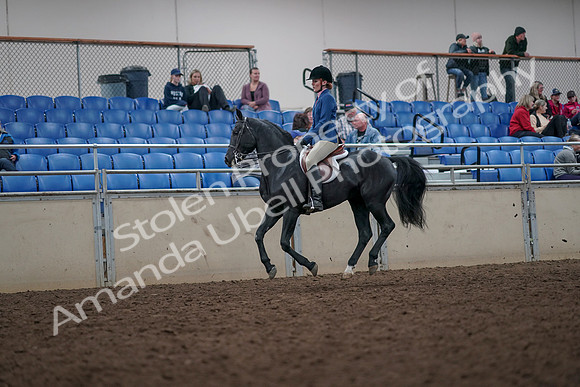 2019 Morgan Horse Show - Aug 31, 2019 - 16680