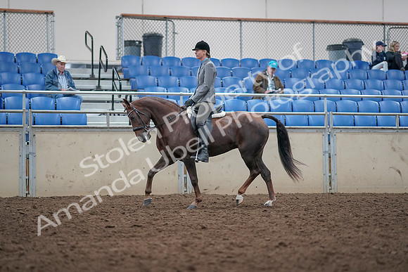 2019 Morgan Horse Show - Aug 31, 2019 - 14753