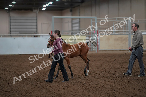 2019 Morgan Horse Show - Aug 30, 2019 - 24786