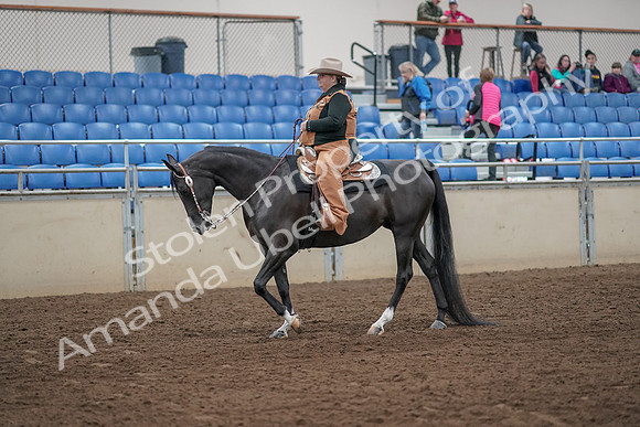 2019 Morgan Horse Show - Aug 31, 2019 - 06136