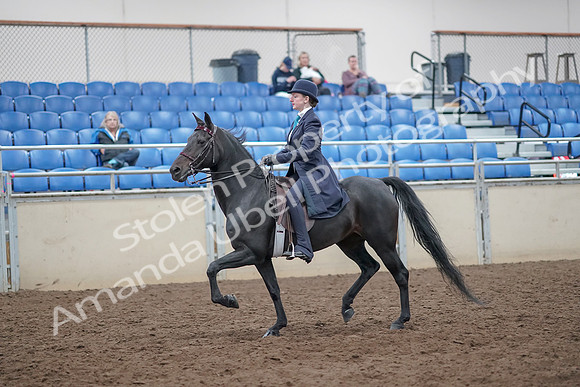 2019 Morgan Horse Show - Aug 31, 2019 - 18029