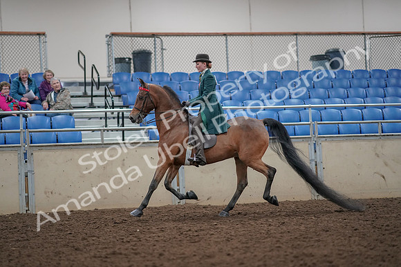 2019 Morgan Horse Show - Aug 30, 2019 - 27886
