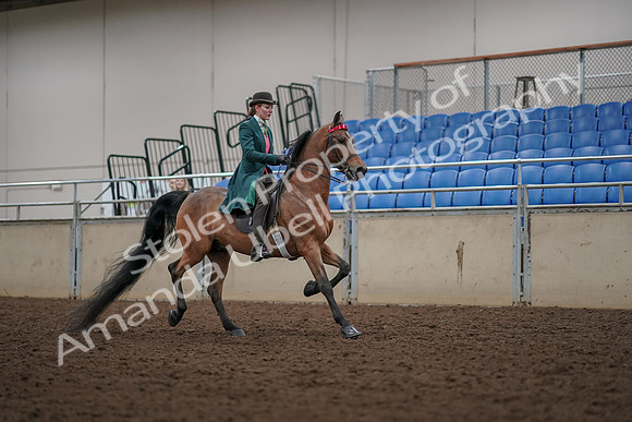 2019 Morgan Horse Show - Aug 30, 2019 - 28237