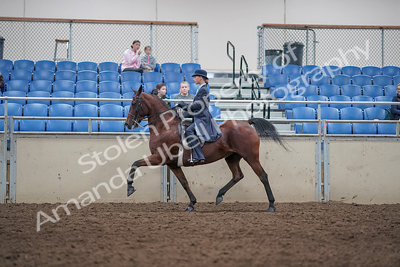 2019 Morgan Horse Show - Aug 31, 2019 - 09367