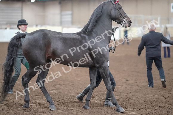 2019 Morgan Horse Show - Aug 31, 2019 - 00870