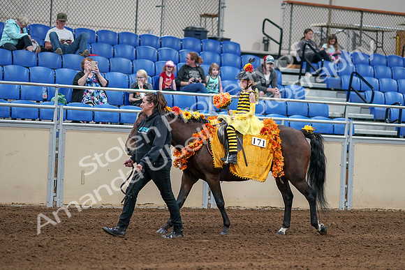 2020 - AB Morgan Horse - Sat, Sept 05 - 05764