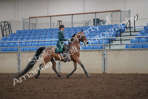 2019 Morgan Horse Show - Aug 30, 2019 - 28063
