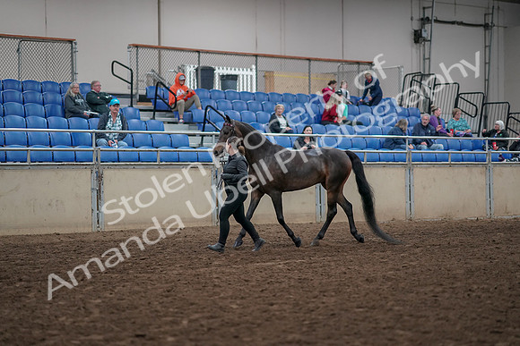 2019 Morgan Horse Show - Aug 31, 2019 - 03958