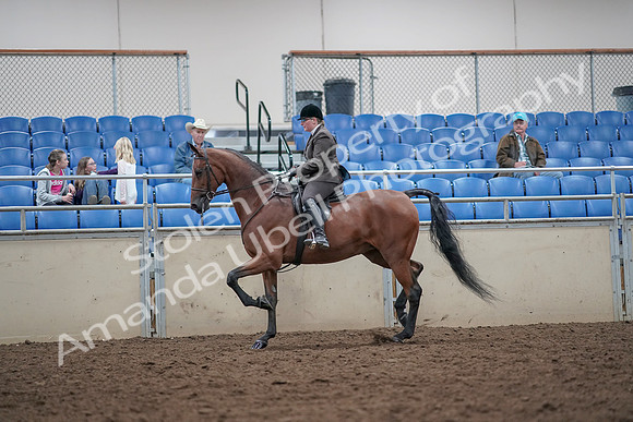 2019 Morgan Horse Show - Aug 31, 2019 - 15010