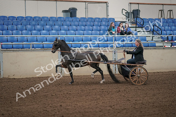 2019 Morgan Horse Show - Aug 31, 2019 - 04233