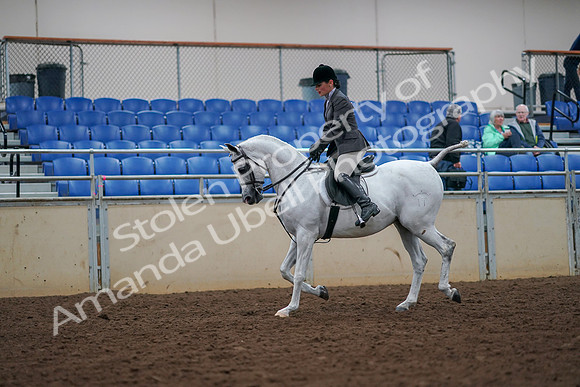 2019 Morgan Horse Show - Aug 30, 2019 - 17357