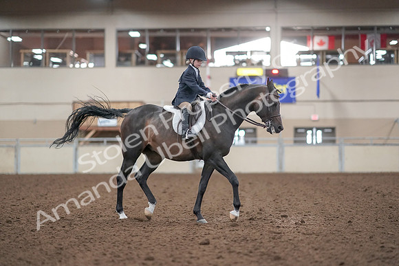 2019 Morgan Horse Show - Aug 31, 2019 - 19658