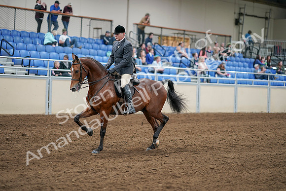 2020 - AB Morgan Horse - Sat, Sept 05 - 06866