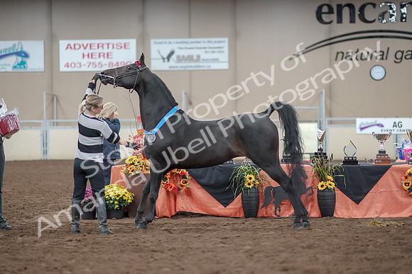 2019 Morgan Horse Show - Aug 31, 2019 - 00955