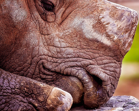 Zoo - 033