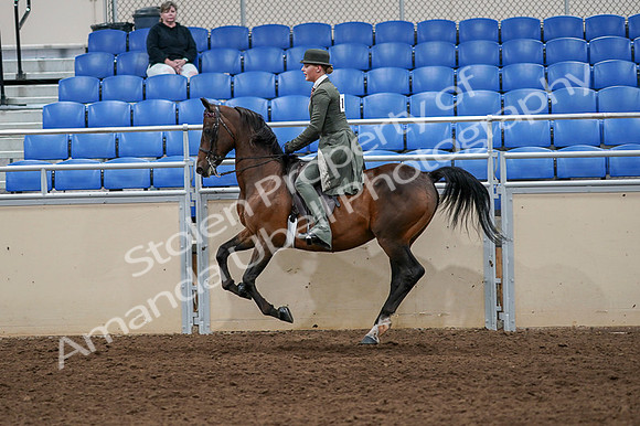 2020 - AB Morgan Horse - Fri, Sept 04 - 03325