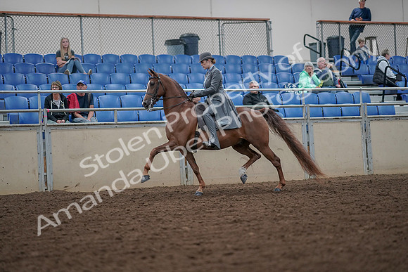 2019 Morgan Horse Show - Aug 30, 2019 - 15452