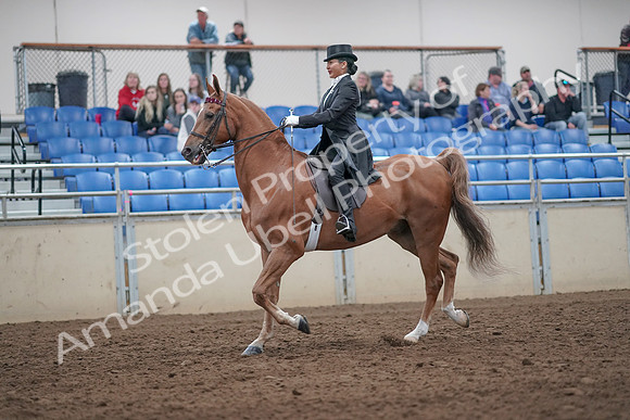 2019 Morgan Horse Show - Aug 31, 2019 - 20550
