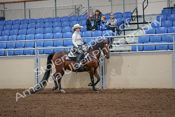 2020 - AB Morgan Horse - Fri, Sept 04 - 08437