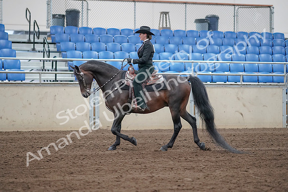 2019 Morgan Horse Show - Sept 01, 2019 - 11206