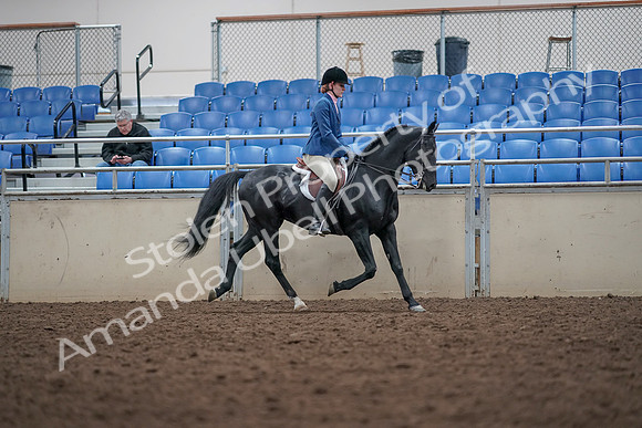 2019 Morgan Horse Show - Aug 31, 2019 - 16716