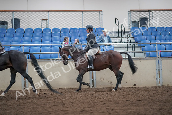 2019 Morgan Horse Show - Aug 31, 2019 - 14994