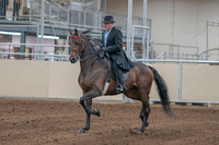 2020 - AB Morgan Horse - Sun, Sept 06 - 00282